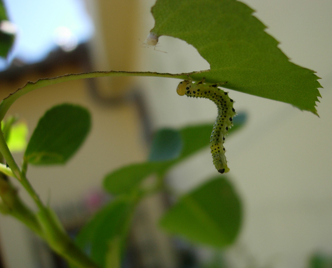 Argidae, forse Arge pagana in deposizione
